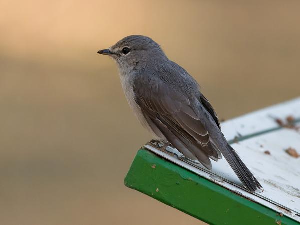Ashy flycatcher (Muscicapa caerulescens)